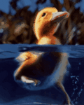 pic for duckie in the water
